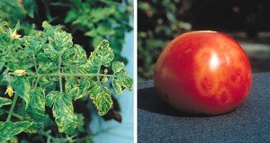 Tomatele sunt bolnavi și cum să le trateze, osadovod - toate Sade, gradina si design (tratate) Tomatele sunt bolnavi și cum să le trateze, osadovod - toate Sade, gradina si design