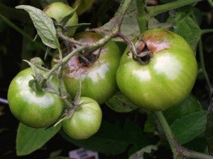 Tomatele sunt bolnavi și cum să le trateze, osadovod - toate Sade, gradina si design (protecție de tomate) Tomatele sunt bolnavi și cum să le trateze, osadovod - toate Sade, gradina si design