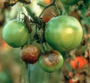 Tomatele sunt bolnavi și cum să le trateze, osadovod - toate Sade, gradina si design (osadovod) Tomatele sunt bolnavi și cum să le trateze, osadovod - toate Sade, gradina si design