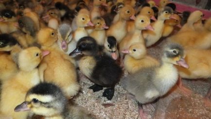 Ce și cum să se hrănească gâștele în primele zile de viață