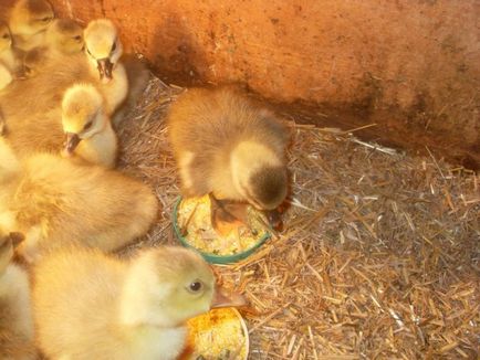 Ce și cum să se hrănească gâștele în primele zile de viață