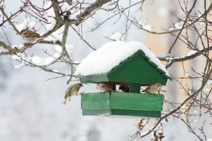Ce și cum să ajute păsările în timpul iernii