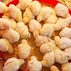 Alimentarea de pui de carne la domiciliu, să crească mai repede (pui) Alimentarea de pui de carne la domiciliu, să crească mai repede
