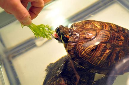 Ce să se hrănească glisoare roșu-eared în casă (hrană pentru animale) Ce să se hrănească glisoare roșii urecheat la domiciliu