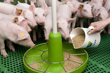 Ce să se hrănească porcii lunar