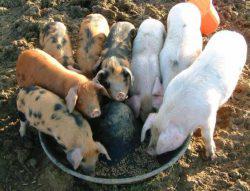 Ce să se hrănească porcii lunar în cazul în care nu există nici lapte