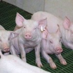 Ce să se hrănească porcii în casă lunară