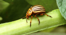 Procesul de cartofi înainte de plantare, casă frumoasă și grădină (de plantare) Procesul de cartofi înainte de plantare, casă frumoasă și grădină