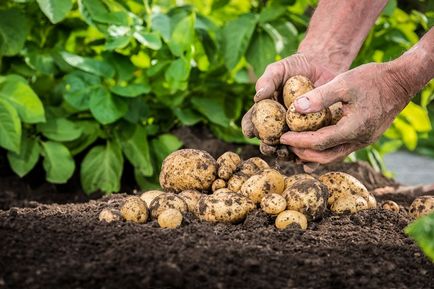Procesul cartofii înainte de plantare de droguri pentru tratamentul de cartofi de gândacul de Colorado, de la