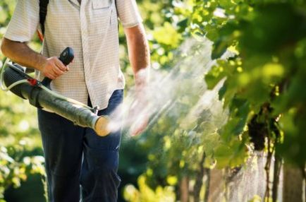 Tufele proces bace împotriva dăunătorilor și bolilor în primăvara devreme în grădină ()