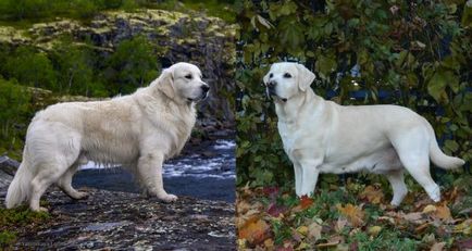 Care este diferența Retriever de aur și Labrador Retriever, „da laba“