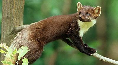 Jderul alimentat mănâncă jder în condiții naturale (VOLES insuficiente) Manânca zibeta mănâncă jder în natură