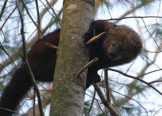 Mangusta mănâncă mănâncă în mangusta sălbatic (zibeta) Manânca zibeta mănâncă jder în natură