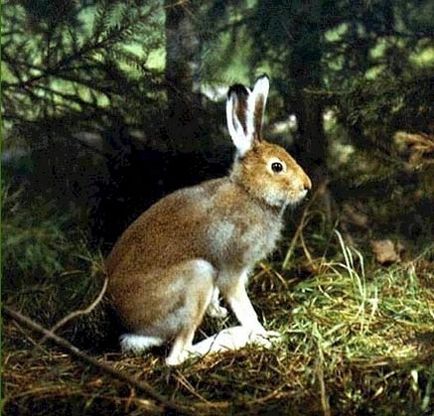 Iepurele mănâncă ce mânca iepuri în pădure