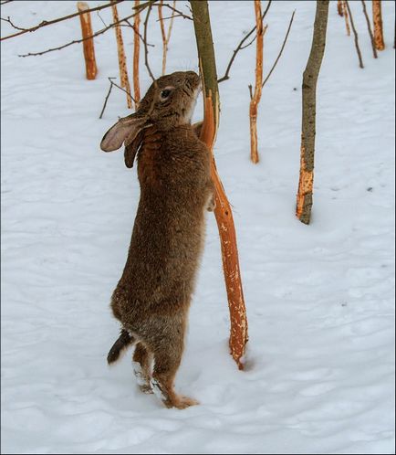 Iepurele mănâncă ce mânca iepuri în pădure