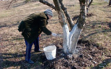 Lapte de var copacii din grădină în primăvară - sfaturi pentru grădinari