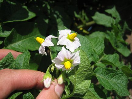 Cum de a fertiliza cartofi la momentul înfloririi