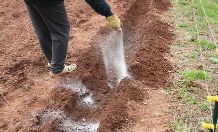 Cum de a fertiliza cartofi la momentul înfloririi