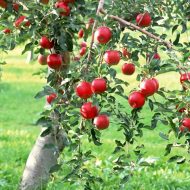 Cum de a fertiliza cartofi la momentul înfloririi