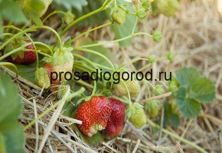 Căpșunile de primăvară de alimentare pentru a alege îngrășământul dreapta la plantare, clipuri video și fotografii