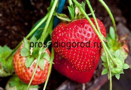 Căpșunile de primăvară de alimentare pentru a alege îngrășământul dreapta la plantare, clipuri video și fotografii