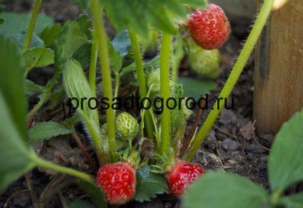 Căpșunile de primăvară de alimentare pentru a alege îngrășământul dreapta la plantare, clipuri video și fotografii