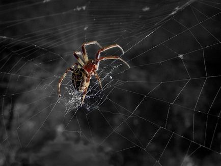 Cât de util păianjeni (foto)