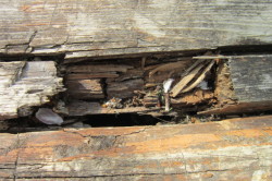 Impregna lemnul de putrezire produce distrugerea produselor din lemn