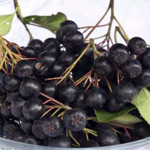 Chokeberry proprietăți utile, produse alimentare și de sănătate