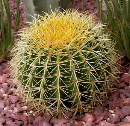 Ce se întâmplă dacă cactus înțepat