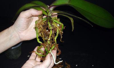 Ce ar trebui să fac în cazul în care rădăcinile de orhidee au putrezit pentru a salva plante
