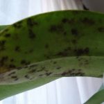 Ce ar trebui să fac în cazul în care frunze Zamioculcas rândul său, galben, și de ce se întâmplă acest lucru, precum și a altor boli și
