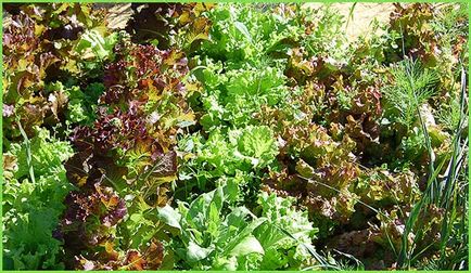 Ce se poate face de salata verde rețete utile pentru organism