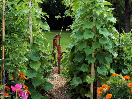 Acest lucru poate fi plantate în seră și în grădină, împreună cu castraveți, după care legumele mai bune pentru a face acest lucru la fel de bine