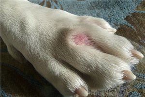 Ce este câini mikrosporiya, de ce apare si cum sa fie tratate