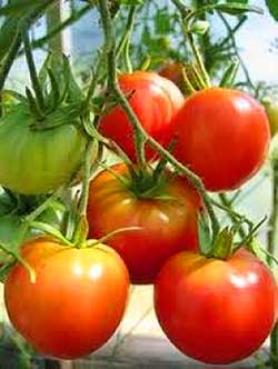 Ce este pasynkovanie de ce rosii (tomate), fiul vitreg, elimina excesul de muguri