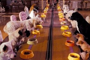 Ce este un supraexpunere caine si ce este (câine) Ce este un supraexpunere caine si de ce este nevoie