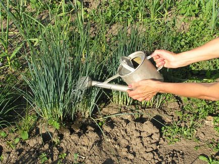 Ce este aplicarea foliară a plantelor 1