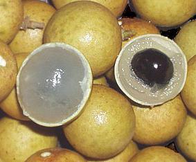 Ce fel de fructe longan, în cazul în care acesta este crescut, cum să mănânce și modul în care este util