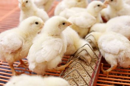 Puii de găină în primele zile de viață, temperatura, hrănire, vitamine (de viață) Pui în primele zile de viață, temperatură, alimentare, vitamine