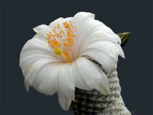 Blooming cactus (necesită îngrijire adecvată) Blooming cactus