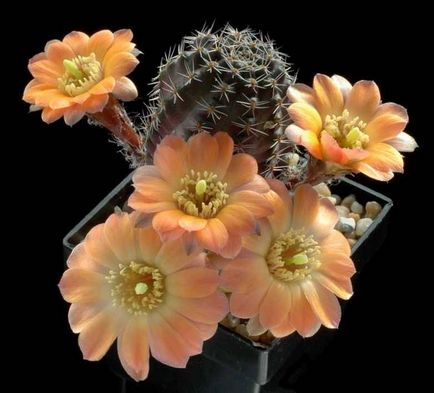 Blooming cactus