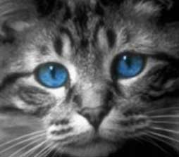Culoare ochi la pisici