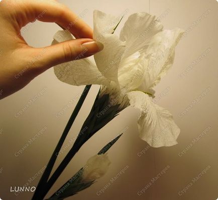 Florile din lunno crep de hârtie cusătoreasă