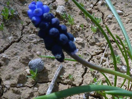 flori Muscari - plantare și îngrijire, fotografie muscari, cultivare și depozitare; Muscari după înflorire