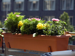 Flori pe un balcon - cum să aibă grijă; ce fel de flori sunt cultivate pe balcon