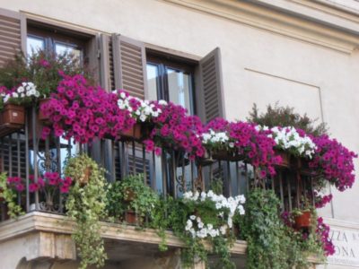 Flori de pe balcon în proiectarea cutii, scheme de plantare