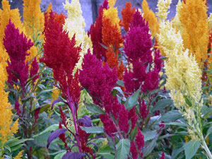 Florile celosia - în creștere din semințe; fotografie celosia, plantare celosia și de îngrijire în grădină; celosia pene