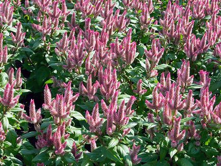 Florile celosia - în creștere din semințe; fotografie celosia, plantare celosia și de îngrijire în grădină; celosia pene