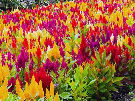 Florile celosia - în creștere din semințe; fotografie celosia, plantare celosia și de îngrijire în grădină; celosia pene